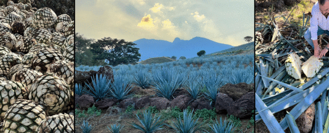 Agave Cultivation and the Craft of Marcado 28